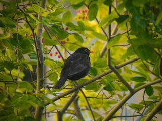 blackbird on a tree branch