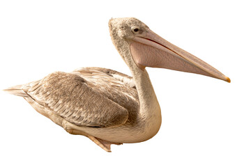 Great White Pelican (Pelecanus onocrotalus) on white background
