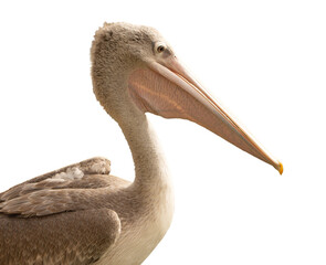 Great White Pelican (Pelecanus onocrotalus) on white background