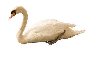 mute swan cygnus olor