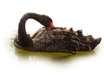 black swan. A graceful black swan (Cygnus atratus) swimming on calm water