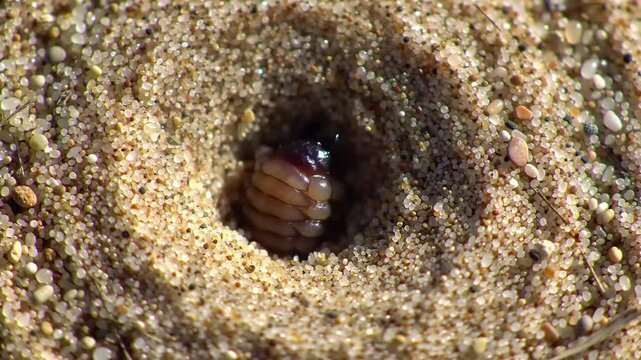 Close-up of a Sand Worm in its Burrow