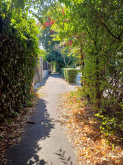 Fototapeta premium Tree-lined urban sidewalk providing shade on a summer day