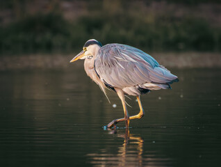 great blue heron ardea cinerea