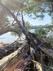 Sunlit Driftwood and Branches by the River 1