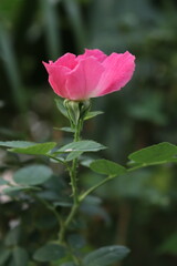 A delicate pink rose in full bloom, showcasing its soft petals against a blurred green background