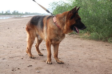 German shepherd dog on a leash outdoors on a dirt path with green foliage in the background