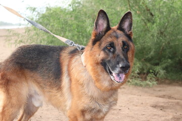 German shepherd dog facing forward on a leash outdoors with green foliage in the background
