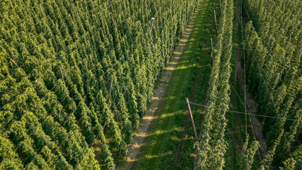 Discover the stunning Holledau hop fields near Pfaffenhofen, one of the world's largest...