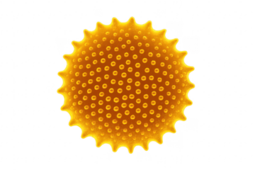 Pollen grain showing exine structure on transparent background