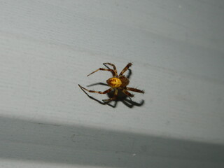 spider on the web