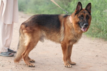 A majestic german shepherd dog stands attentively on a dirt path, showcasing its impressive physique and alert posture