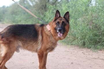 A german shepherd dog stands on a dirt path outdoors, looking alert with its tongue slightly out