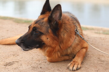 German shepherd dog lying down outdoors near water on a sandy shore