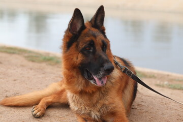 German shepherd dog lying on the ground near water, looking to the side with its tongue out