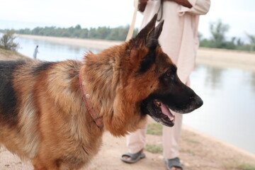 German shepherd dog standing outdoors near water with its owner, alert and attentive
