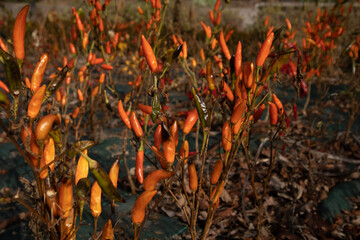 Bright orange chili peppers thrive, showcasing the natural beauty of a pepper harvest. A field of chili peppers displays a spectrum of orange hues, with several pepper plants in the foreground.
