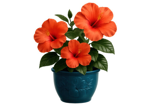 Vibrant orange hibiscus blossoming in blue ceramic pot, transparent background highlighting delicate petals and lush tropical greenery - Powered by Adobe