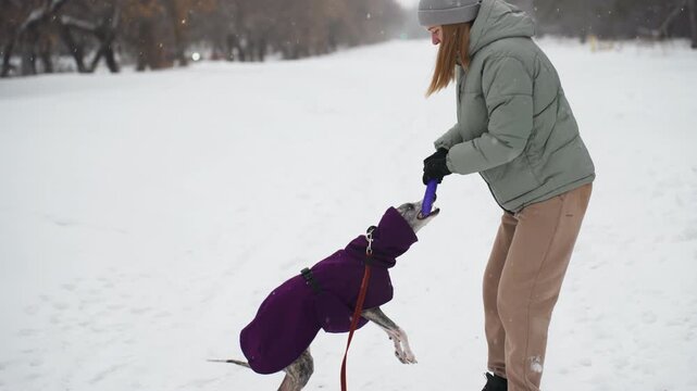 Woman dressed in green winter jacket and beige pants playing tug-of-war with dog wearing purple coat in snowy outdoor setting. Dog bites purple toy while woman holds it, creating fun winter