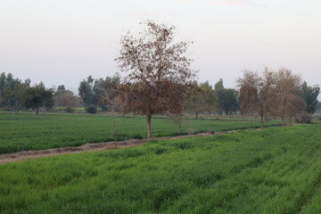 Lush green fields stretch towards a line of trees under a soft, overcast sky