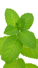 Close-up of vibrant green mint leaves