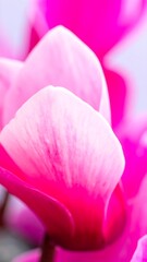 Fototapeta premium Close-up of vibrant pink and white flower petals