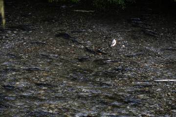 Salmon spawning in the late summer