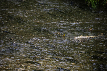 Salmon spawning in the late summer