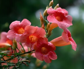 Trumpet vine, Madame Galen in bloom, in the wild