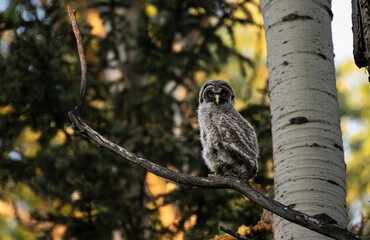 Great grey owl fledgling
