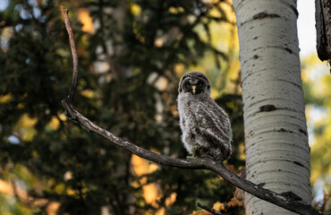 Great grey owl fledgling