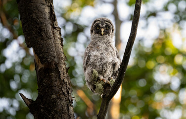 Great grey owl fledgling