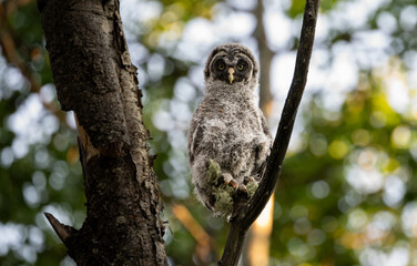Great grey owl fledgling