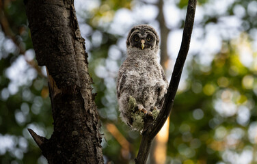 Great grey owl fledgling
