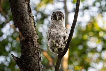 Great grey owl fledgling
