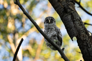 Great grey owl fledgling