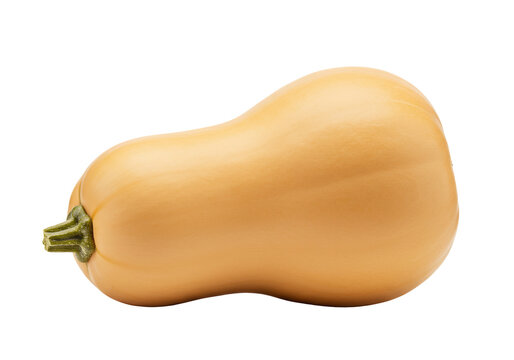 Butternut squash isolated on transparent background ingredient still life