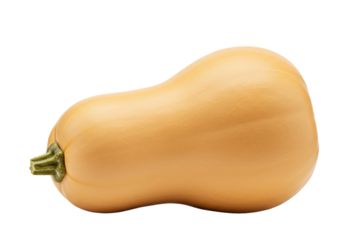 Butternut squash isolated on transparent background ingredient still life
