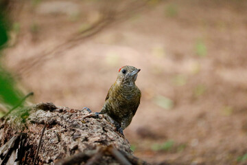 Brazilian woodpecker feeding on a tree trunk