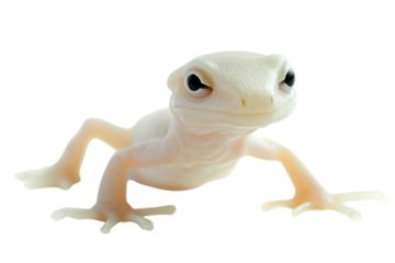 A close-up of a white gecko with large eyes, showcasing its smooth skin and subtle details.