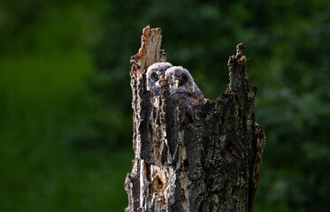 Obraz premium Great grey owl in the spring