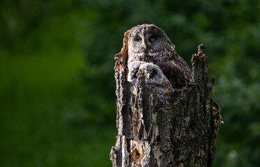 Obraz premium Great grey owl in the spring