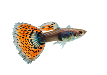 Colorful guppy fish swimming on transparent background