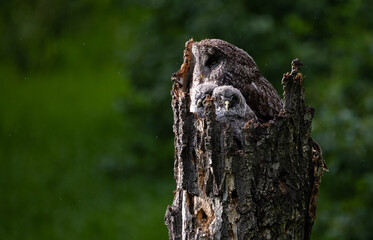 Obraz premium Great grey owl in the spring