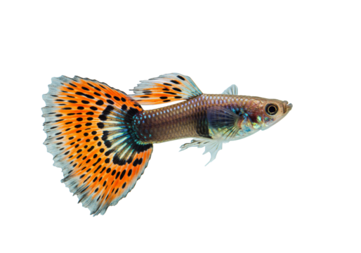 Colorful guppy fish swimming on transparent background