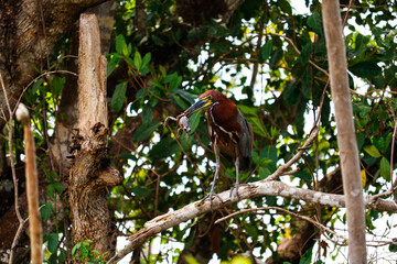 Bird hunts frog to feed on top of tree