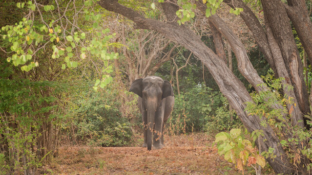 Fototapeta wild male bull asian elephant emerging from the bush forest at safari in south east asia