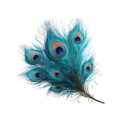 Obraz premium Vivid, detailed peacock feather on black, vibrant teal hues