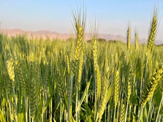 Fototapeta premium Golden wheat ears in a sunlit field, a symbol of agriculture and natural abundance