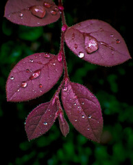 water drops on a leaf